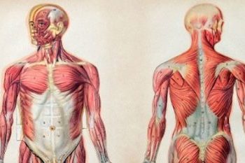Anatomy